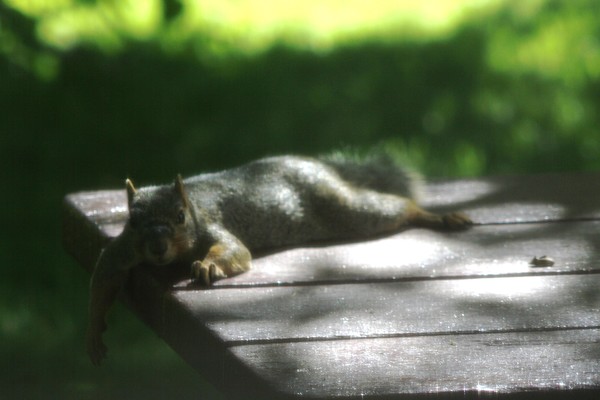 lazy squirrel