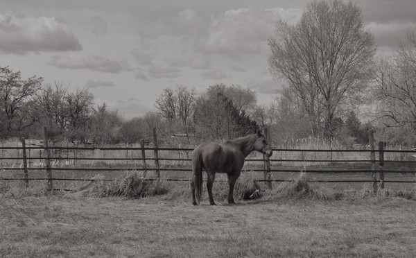 Horse in the country