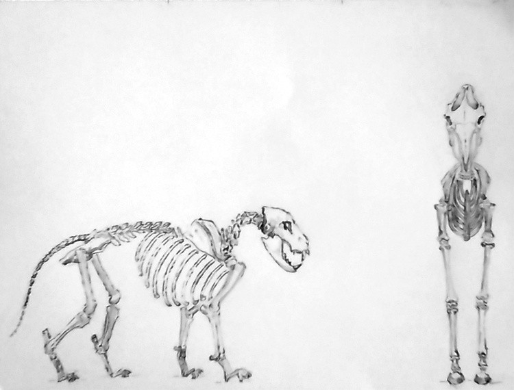 Big Cat and Horse Skeleton Drawing