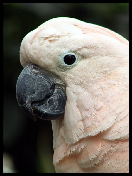 Polly want a cracker?