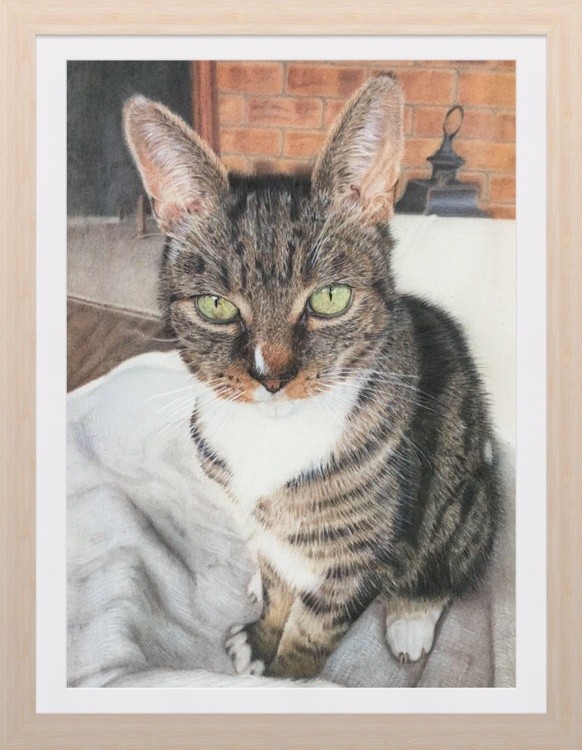 Tabby cat coloured pencil portrait