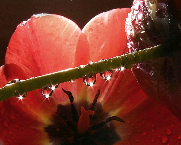 Tulip Series IV