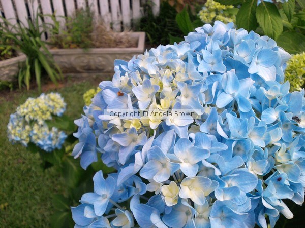 Hydrangea