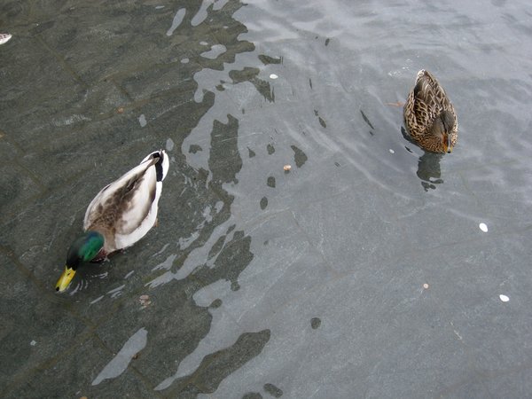At the Duck Pond