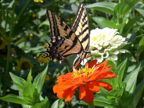 Beautiful Butterfly