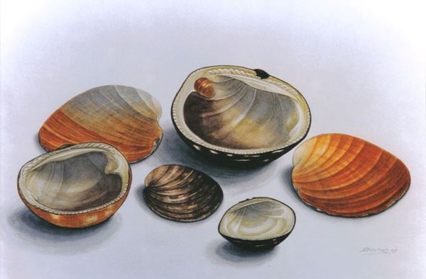 achivades - clams 2