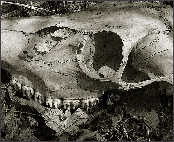 Skull on Leaves