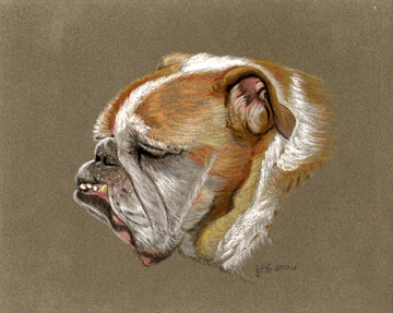 Elvis, the Bulldog