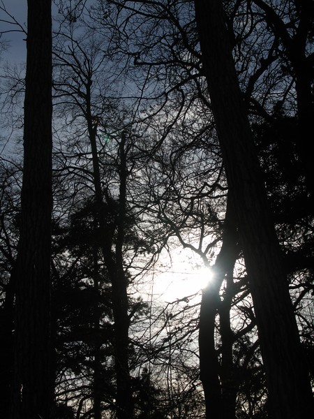 Sun and Trees