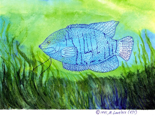 Blue Fish #2