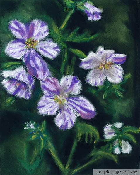 White purple flowers
