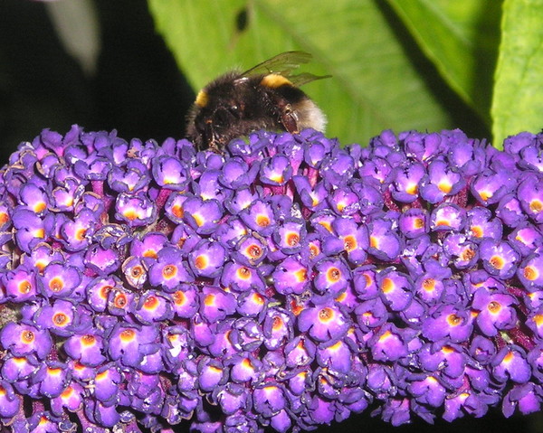 Bee and Buddleia 4