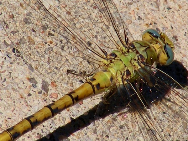 Tadan's Dragonfly