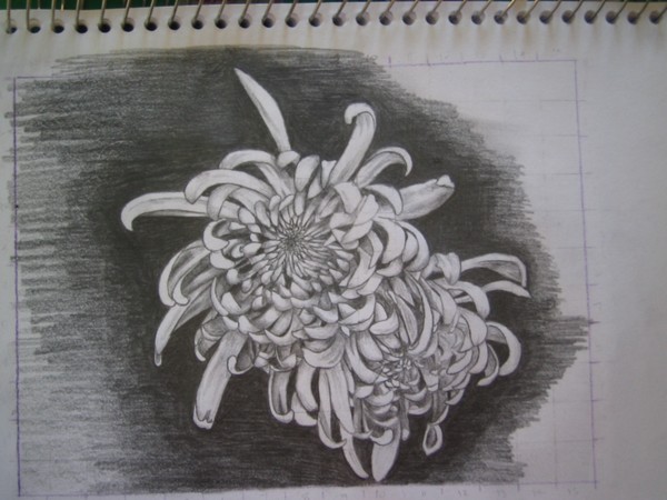 chrysanthemum