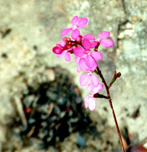 Blue Mountain Flowers