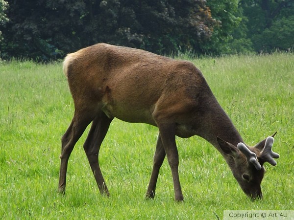 Young.Deer