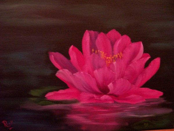 Magenta Water Lilly