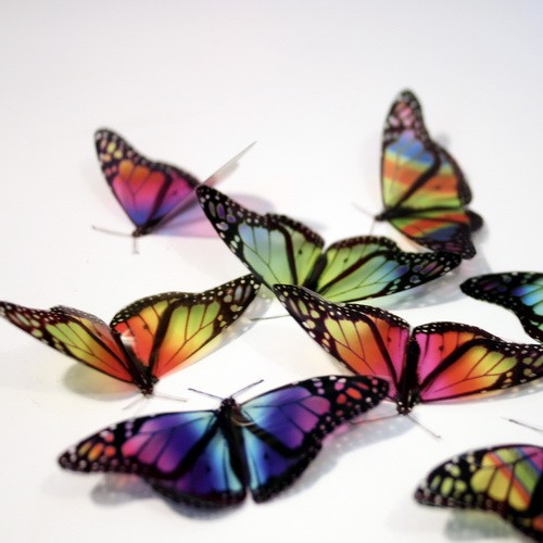 Rainbow Monarch Butterflies with Wings Down