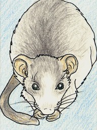 ACEO Fancy Rat