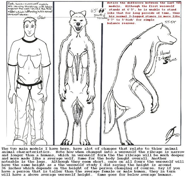 Human vs. Werewolf Anatomy