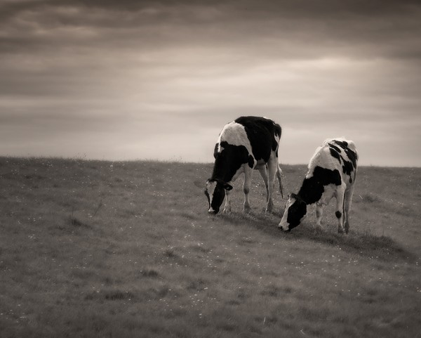 two_cows