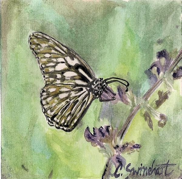 One of five butterflies...