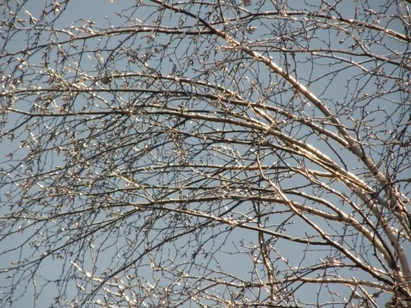 ice covered branches