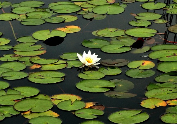Pristine Water Lily