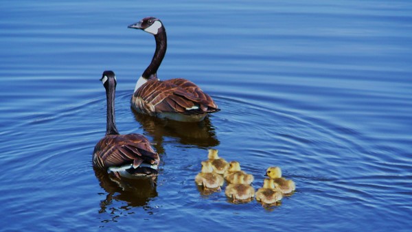 family swim