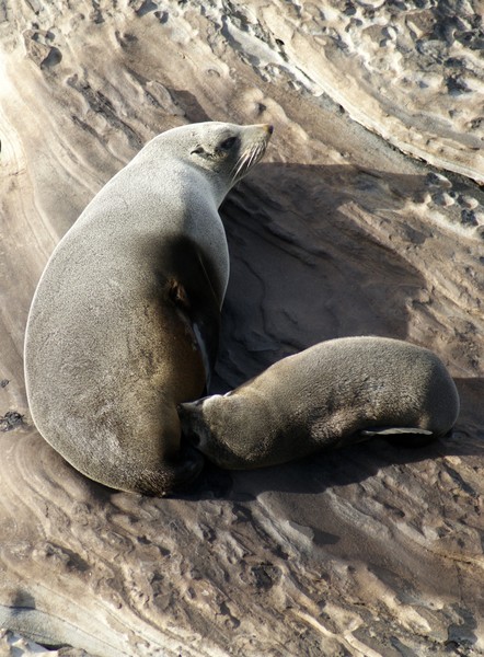 Nursing Fur Seal