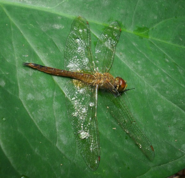 A dead dragonfly