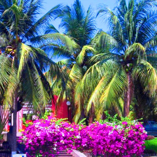 Palm Trees and Flowers