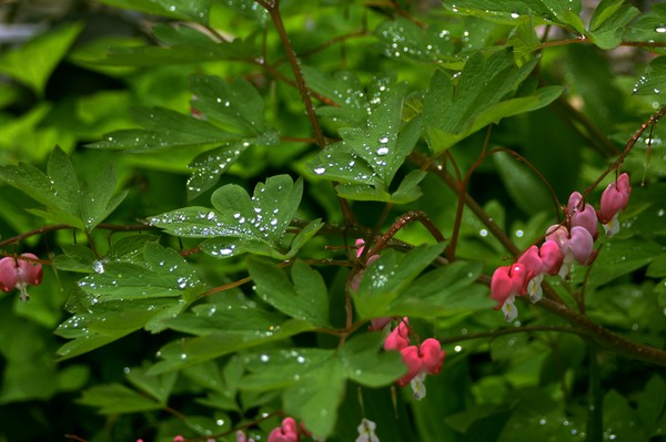 Bleeding Hearts and Water Drops