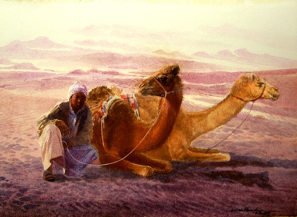 Camel Lagacy.