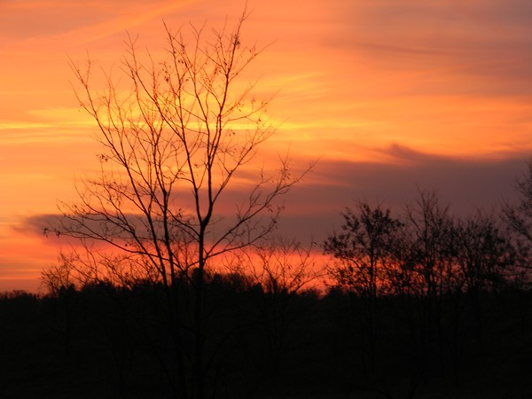 Sunset on tree line
