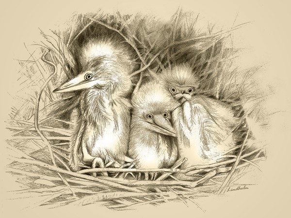Young Fuzzy Waterbird Family