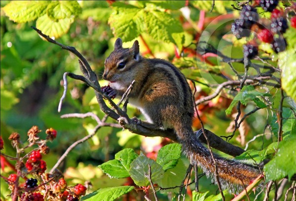 eatin' black berries