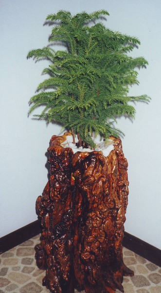 Natural planter - Jack pine stump