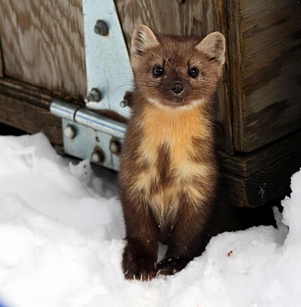 Marten