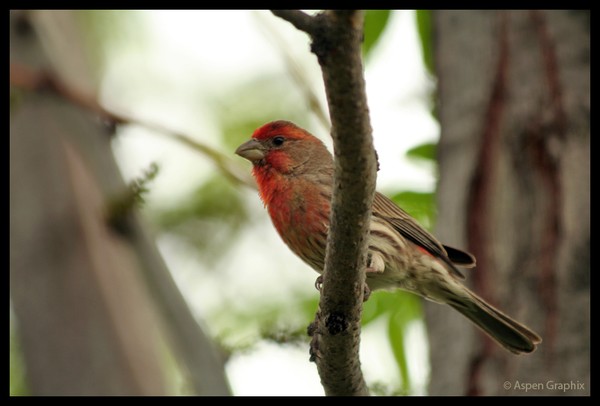 Red Beard