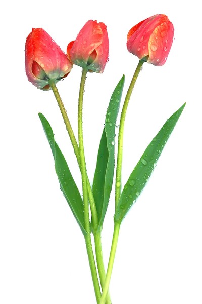 Tulip Series II