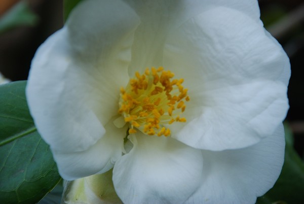 White Flower 26