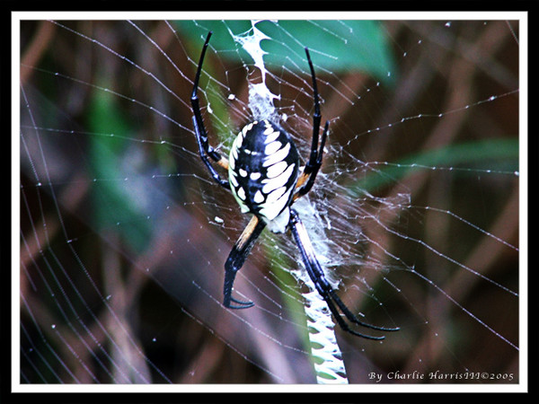 Garden Spider In My Back Yard