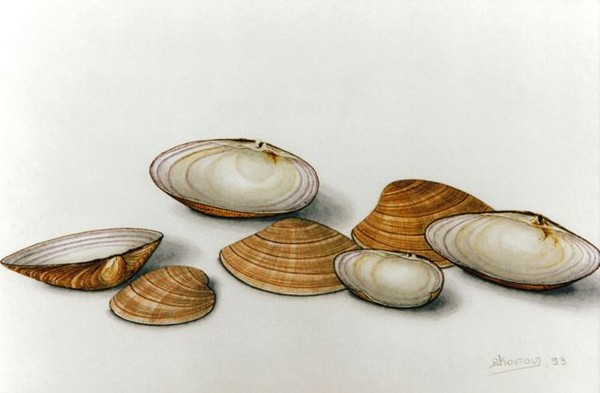 achivades - clams - gialisteres