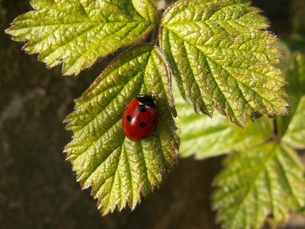 LadyBird