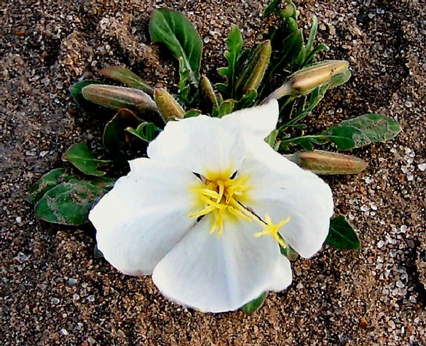 Yellow Desert Flower