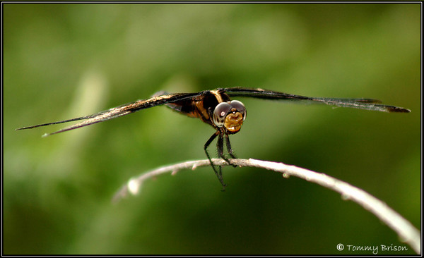 The dragonfly