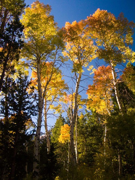 Aspens in Full Color