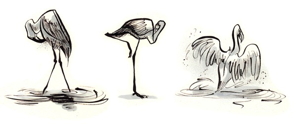 Flamingo Studies