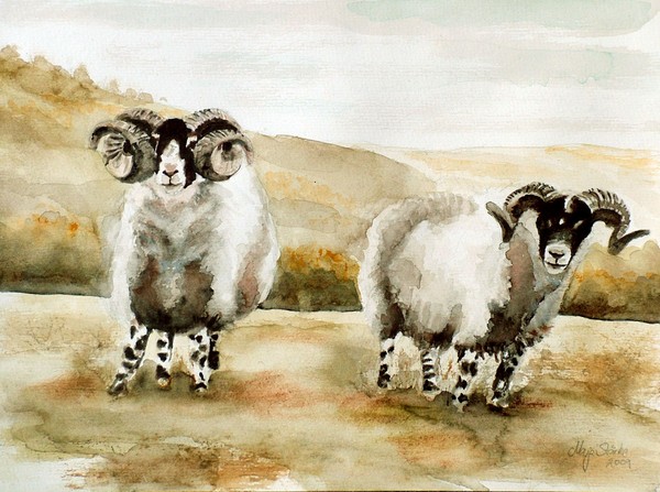 Sheep on the hills